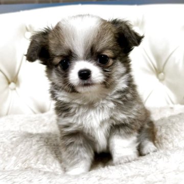 チワワ(ロング)【香川県・男の子・2025年11月11日・フォーンホワイト】の写真「1月10日土曜日の12時で一旦募集をストップします」