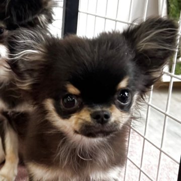 チワワ(ロング)【香川県・女の子・2025年6月13日・ブラッククリーム】の写真「可愛い女の子！」