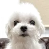 マルチーズ