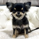 チワワ(ロング)