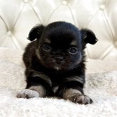 チワワ(ロング)