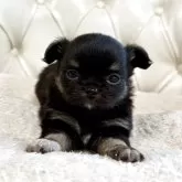 チワワ(ロング)