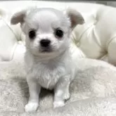 チワワ(ロング)