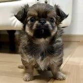チワワ(ロング)