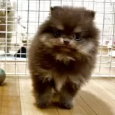 ポメラニアン