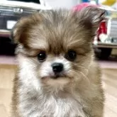 ポメチワ(ポメラニアン×チワワ)【香川県・女の子・2025年4月7日・レッド】の写真1