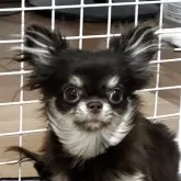 チワワ(ロング)