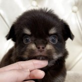 チワワ(ロング)