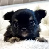 チワワ(ロング)