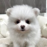 ポメラニアン