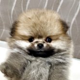 ポメラニアン