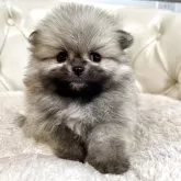 ポメラニアン