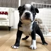 ボストンテリア
