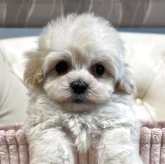 マルプー(マルチーズ×トイプードル)