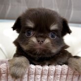 チワワ(ロング)