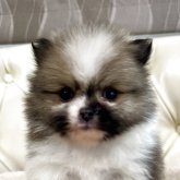 ポメラニアン