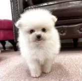 ポメラニアン【香川県・男の子・2025年10月31日・クリーム】の写真1