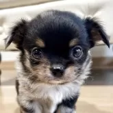 チワワ(ロング)【香川県・男の子・2025年4月15日・ブルーマール】の写真1