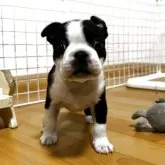 ボストンテリア