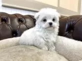 マルチーズ【香川県・男の子・2025年10月30日・ホワイト】の写真10