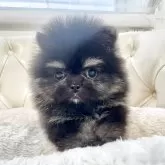 ポメラニアン【香川県・男の子・2025年10月25日・ブラックタン】の写真6