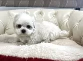 マルチーズ【香川県・女の子・2025年10月8日・ホワイト】の写真8