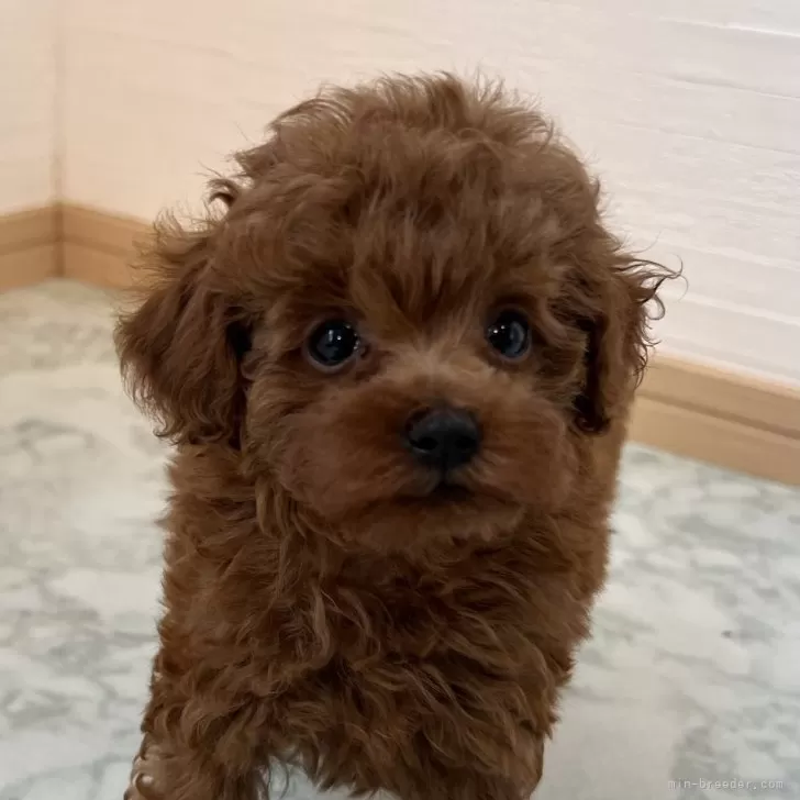 ID：2407-05594の子犬