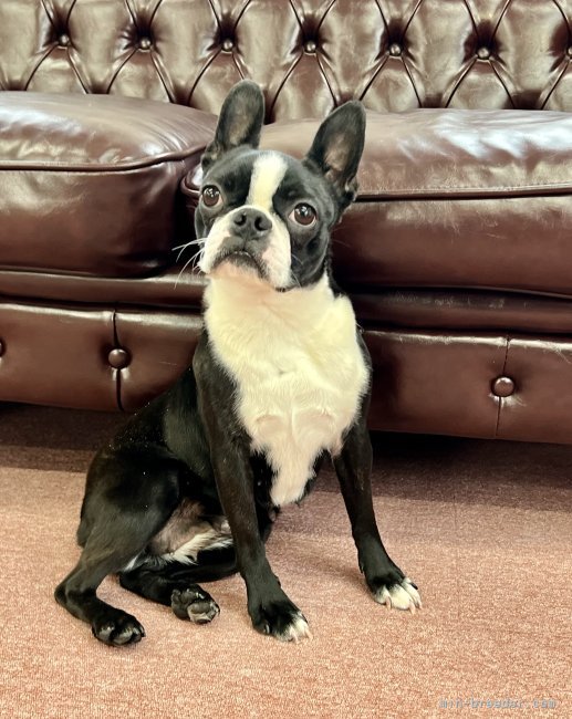 ボストンテリア【・女の子・2023年2月2日・ボストンカラー】