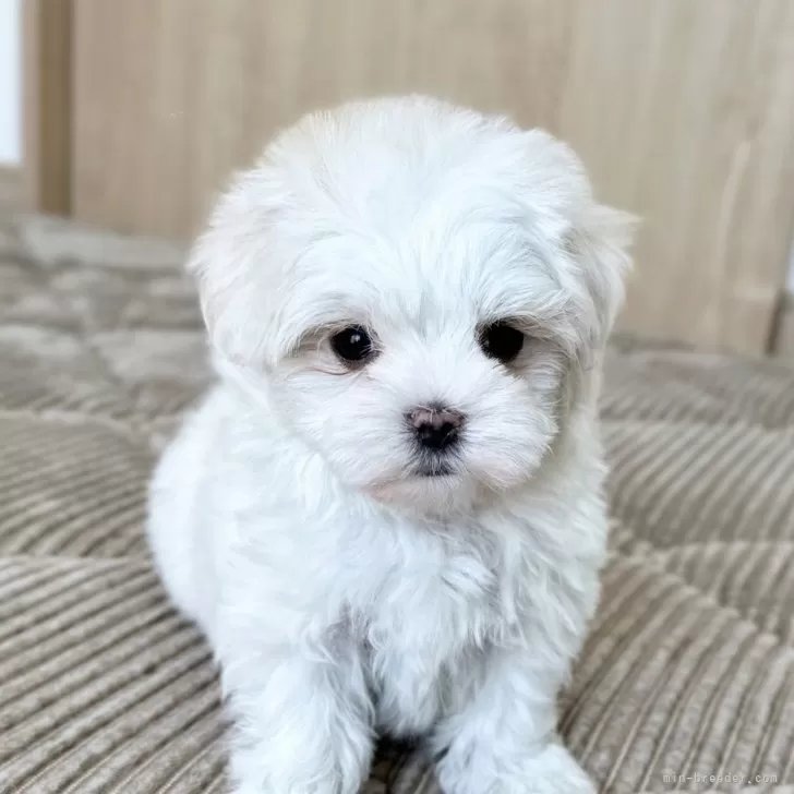 ID：2403-05441の子犬