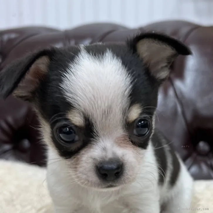 ID:2311-03150の子犬