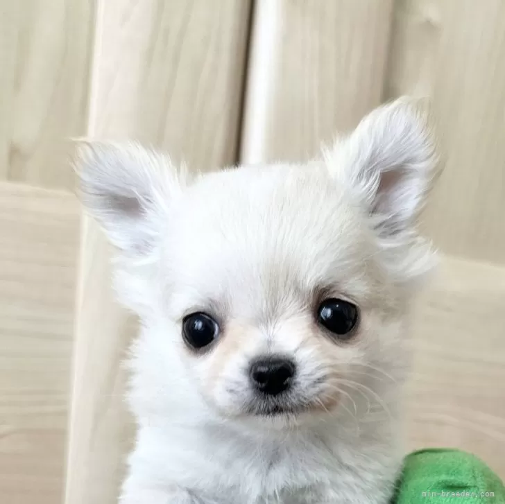 ID:2403-03417の子犬