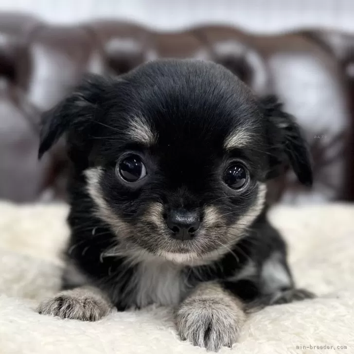 ID:2404-03608の子犬