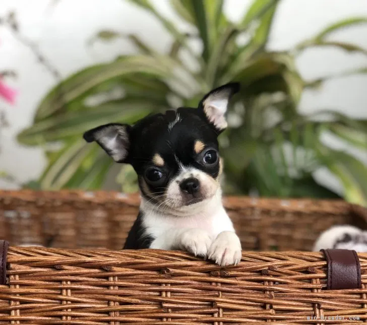ID:1806-00509の子犬
