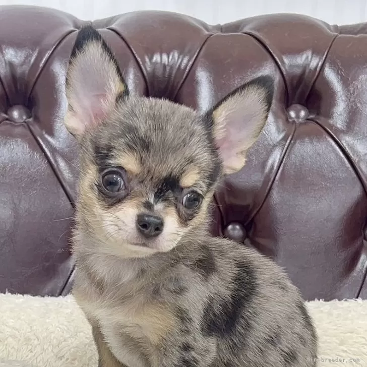 ID：2407-06123の子犬