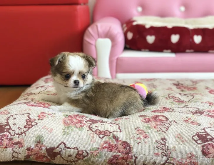 ID：1807-02293の子犬