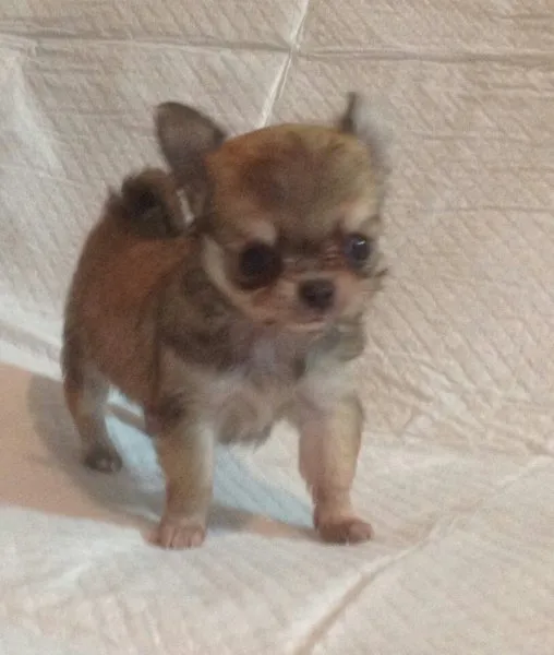 ID:1412-00938の子犬