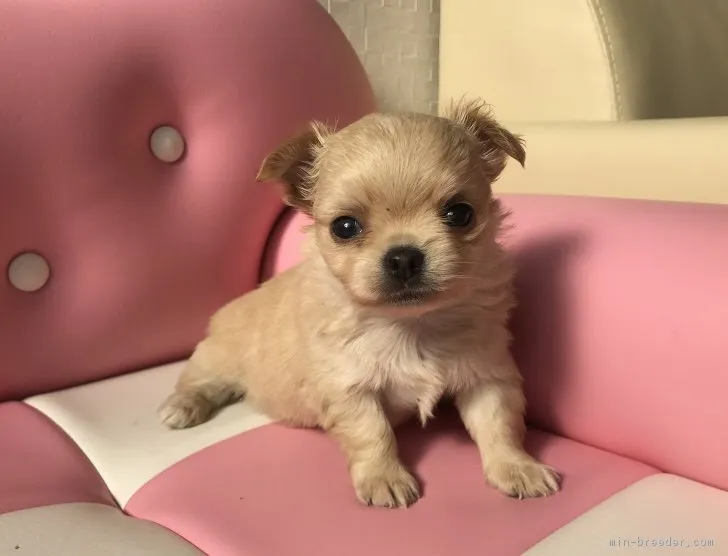 ID：1712-02008の子犬