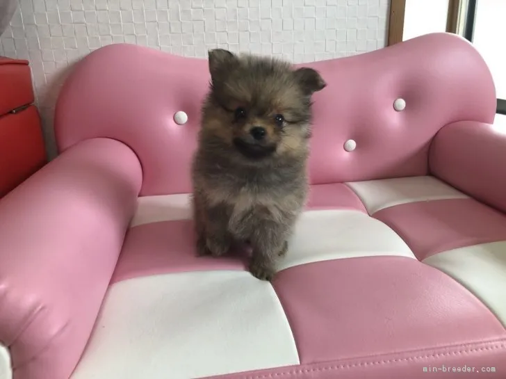 ID：1805-02605の子犬