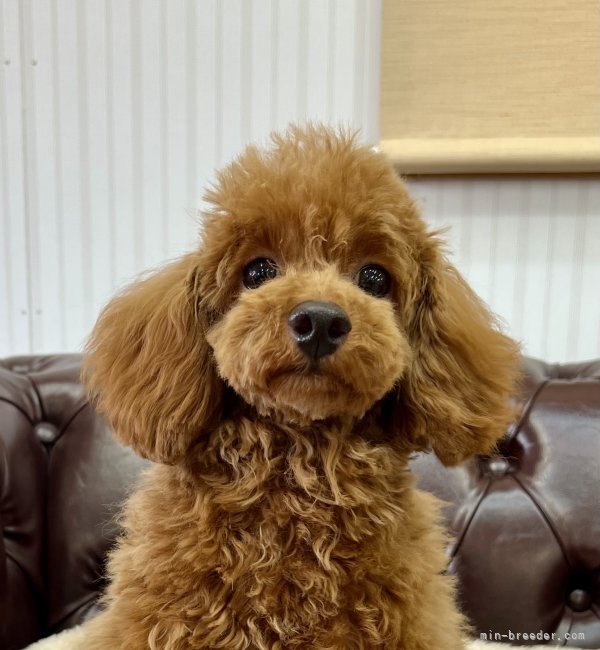 タイニープードル【・女の子・2024年12月19日・レッド】