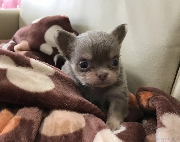 ID：1803-01357の子犬