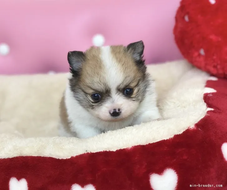 ID：1808-00378の子犬