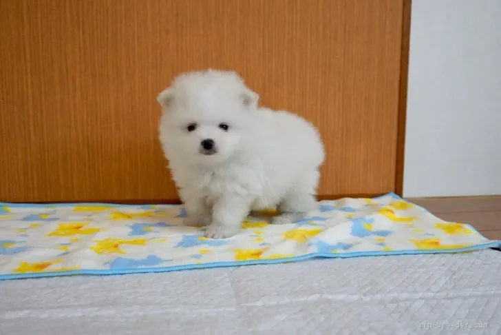 ID:1905-01971の子犬