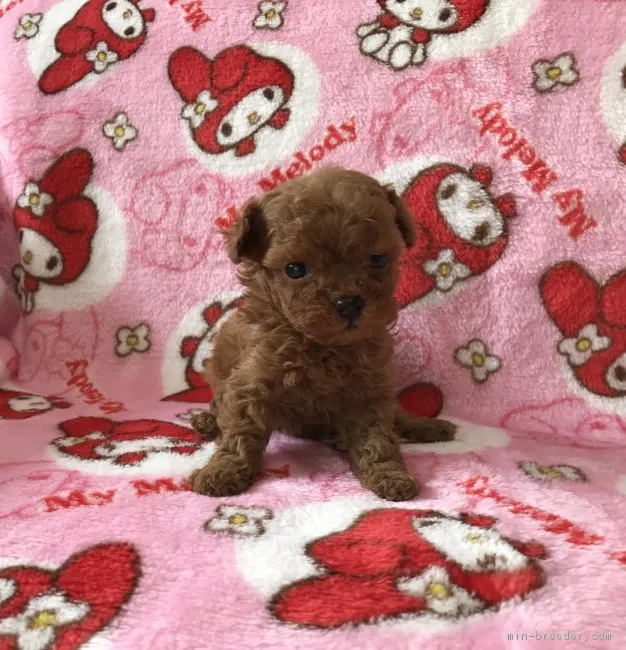 ID：1711-00248の子犬