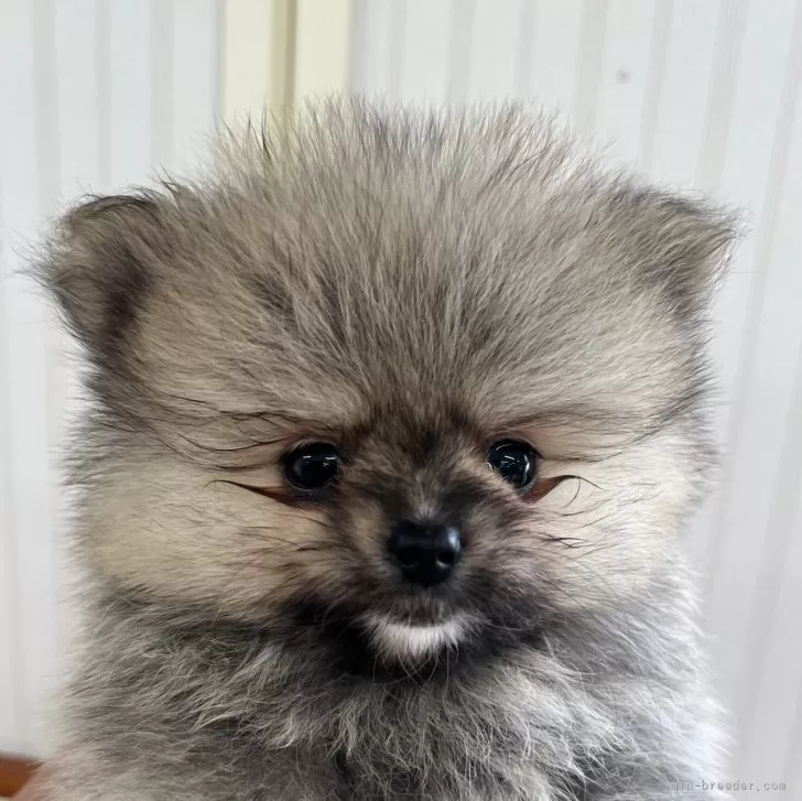 ID:2405-01040の子犬