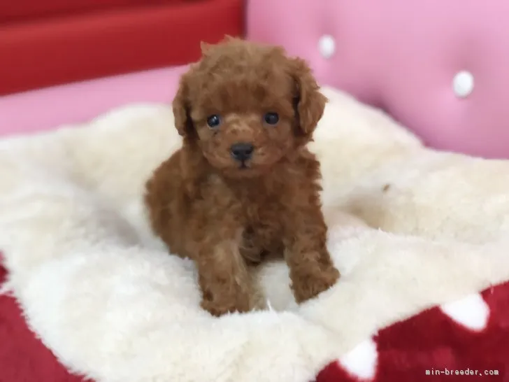 ID：1902-00028の子犬