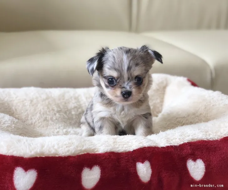 ID:1808-01505の子犬