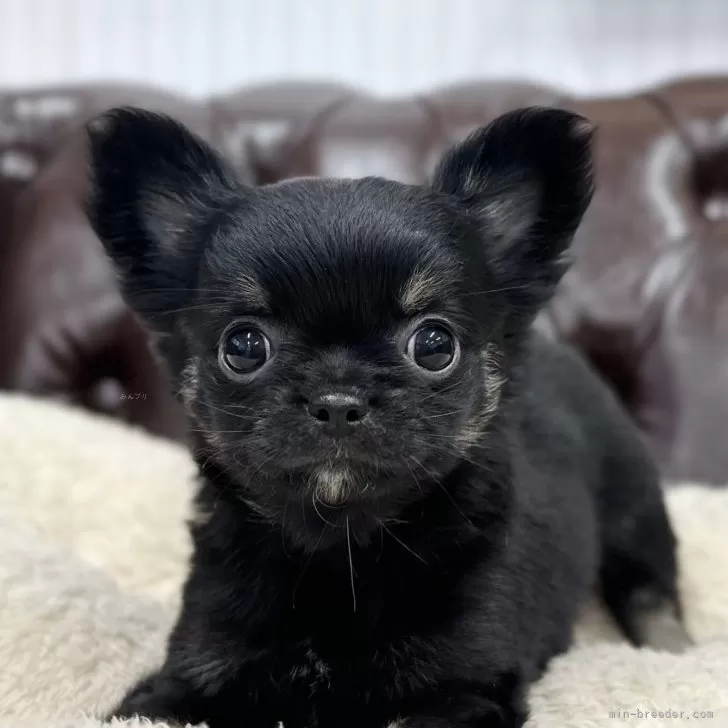 ID：2404-03606の子犬