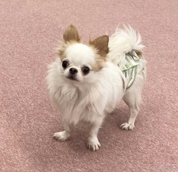 チワワ(ロング)【・男の子・2019年9月13日・ホワイトクリーム】