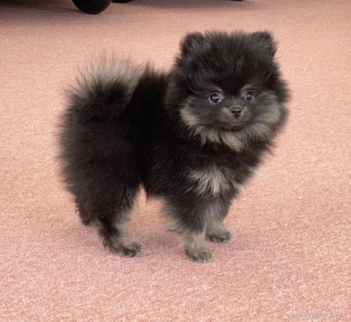 ID：2002-02789の子犬