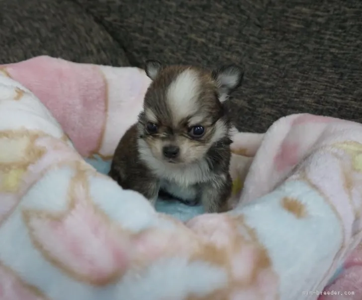 ID：1702-00034の子犬